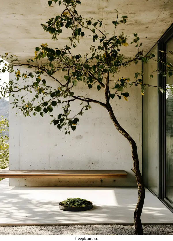 Minimalist Concrete Courtyard with Tree and Bench