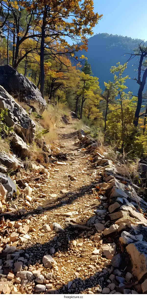 Rocky path through a forest