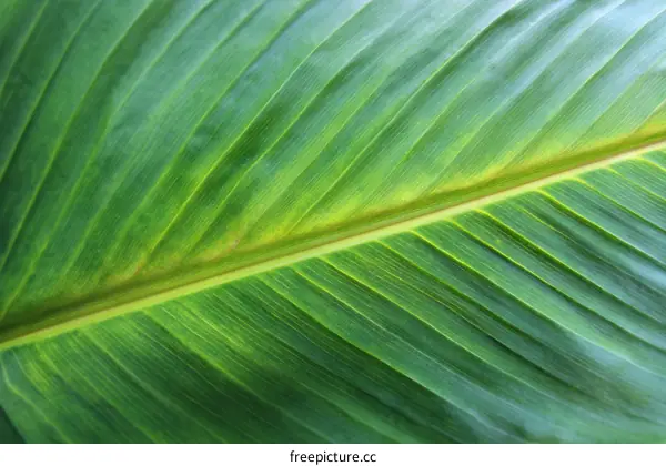 Close-up Banana Leaf Texture Detail