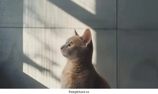 A ginger cat is sitting on the windowsill and looking out the window