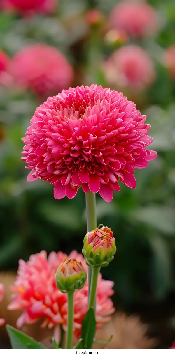 Close Up of Pink Flower with Buds