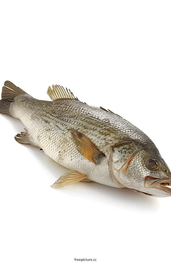 Fresh Fish on White Background