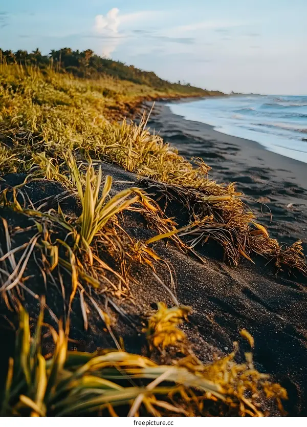 Black Sand Beach and Lush Grass in Dominican Republic