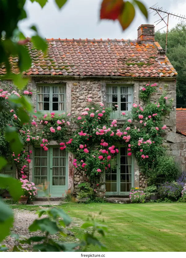 Stone cottage covered with climbing pink roses