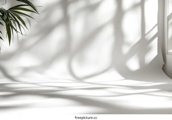 White Studio Background with Natural Shadow Play