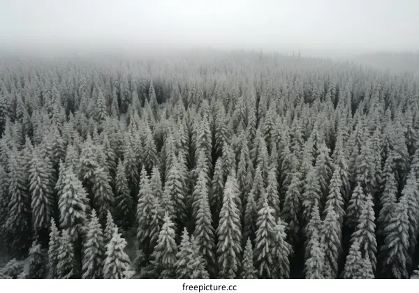 An aerial view of a snow-covered pine forest with a whiteout