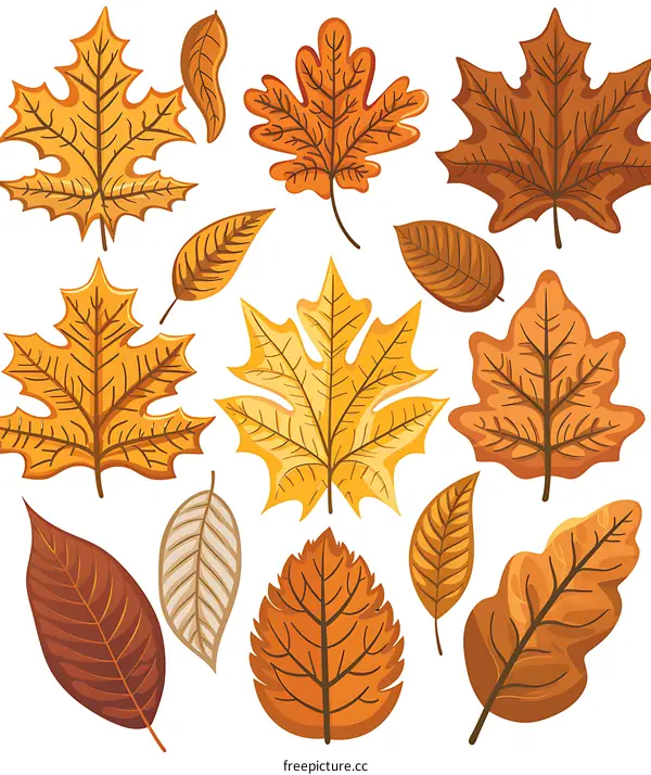 Collection Of Autumn Leaves Illustration