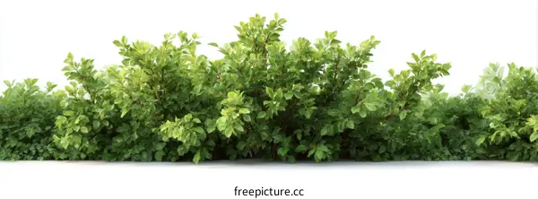 Green Bush Border Illustration
