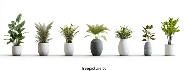 Various Indoor Plants in Modern Pots