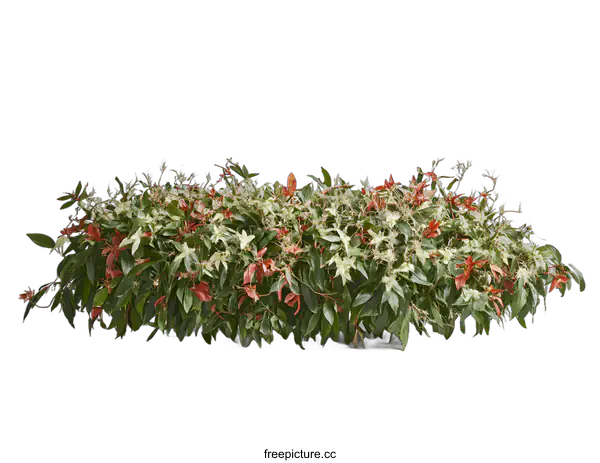 [Transparent Background PNG]Red and White Flower Bush on White Background