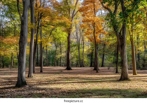 Autumn Forest Sunlight Through Trees