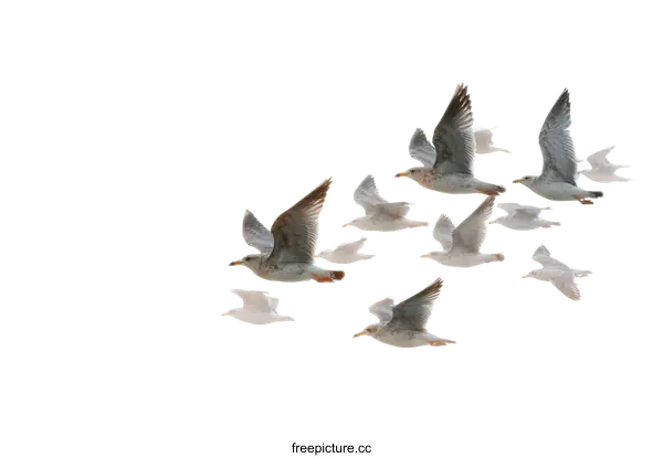 [Transparent Background PNG]A Flock of Seagulls in Flight Against a White Background