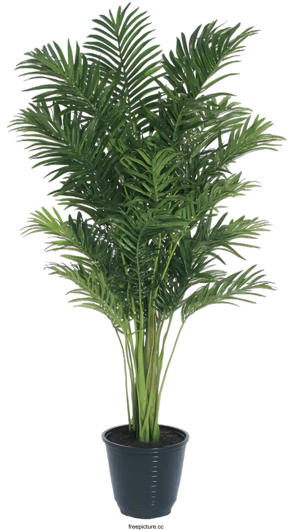[Transparent Background PNG]Green Palm Tree in Black Pot Isolated on White Background