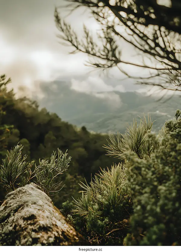 Mountain Landscape View From Pine Tree Branches