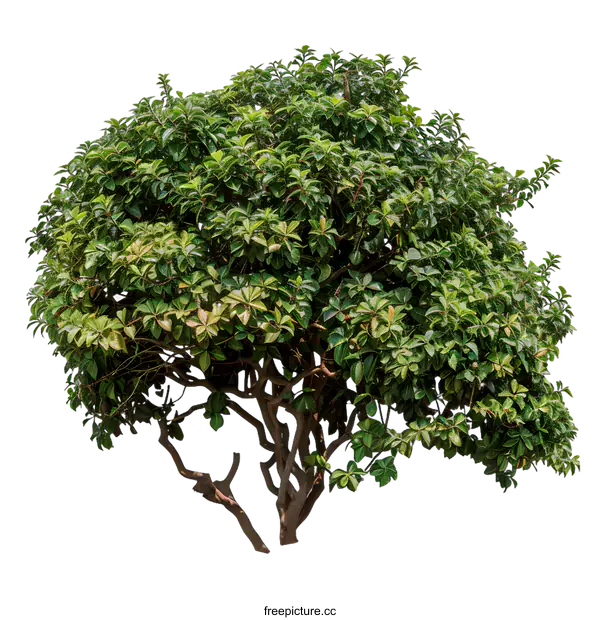 [Transparent Background PNG]Green Bush with Twisted Branches Isolated on White Background