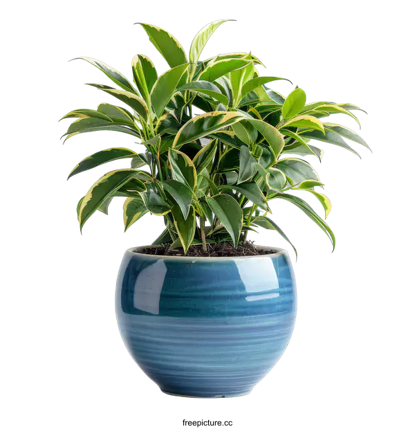 [Transparent Background PNG]Green Plant in Blue Pot on transparent background