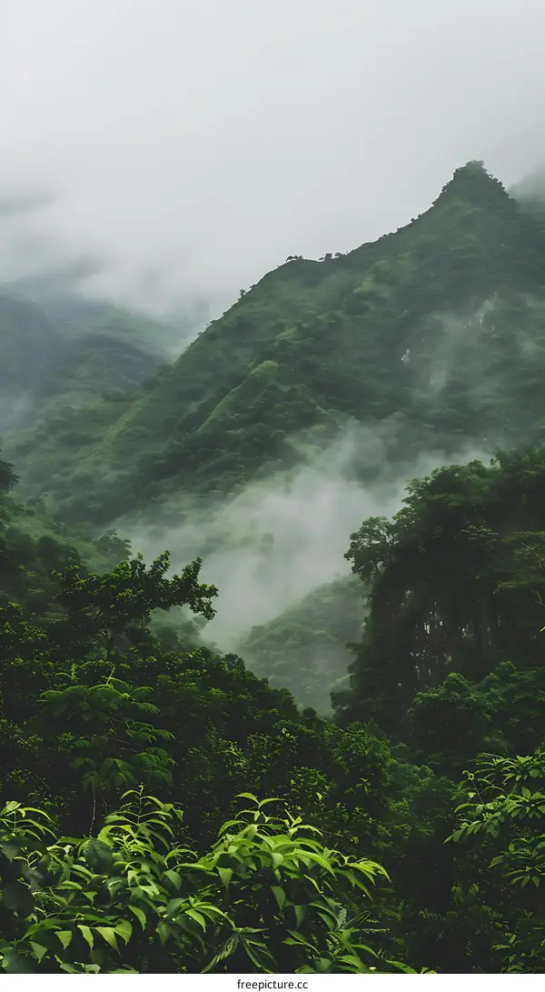 Foggy Mountain Landscape in Green Forest