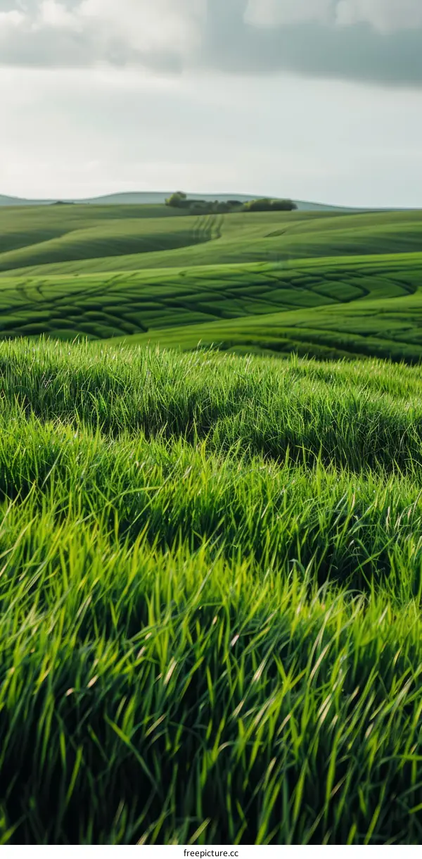 Green rolling hills of wheat field under cloudy sky