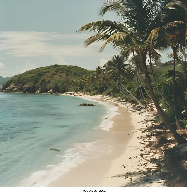 Tropical beach with palm trees and turquoise water