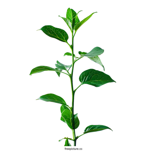 [Transparent Background PNG]A green plant on a white background