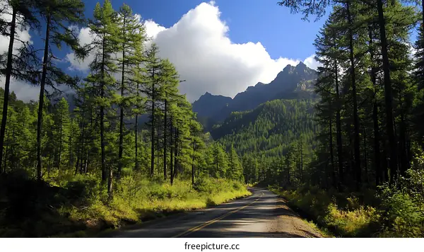 Mountain Road Through Lush Evergreen Forest