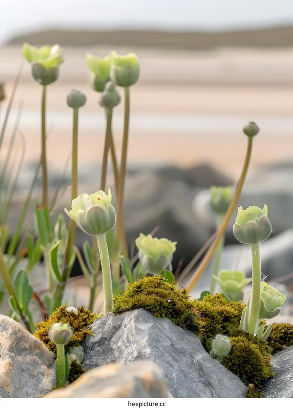 Closeup of Green Flowers on Rocks