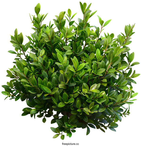 [Transparent Background PNG]Green Bush With Lush Leaves Isolated On White Background