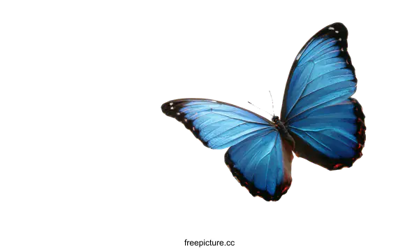 [Transparent Background PNG]Beautiful Blue Morpho Butterfly with Delicate Leaves