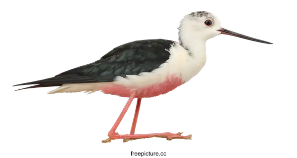 [Transparent Background PNG]Black-winged Stilt Bird Profile Close-up