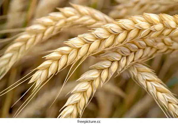 Closeup of Wheat Stalks