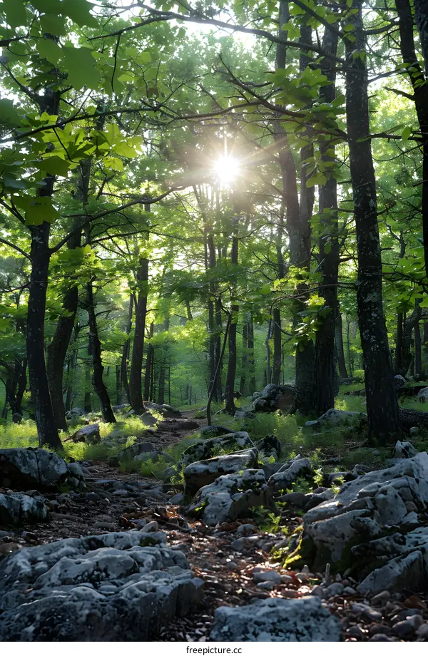The sun shines through the forest