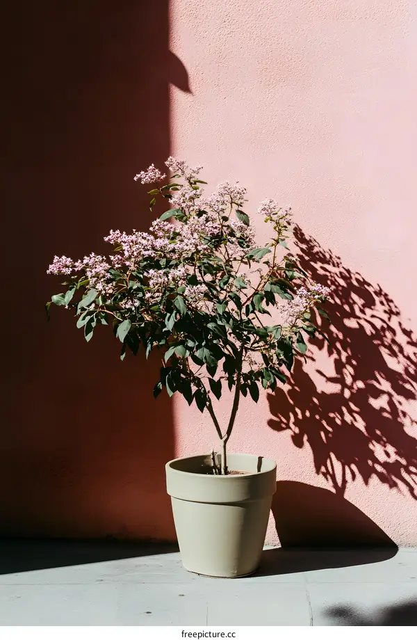 Pink Wall with Blooming Plant in Pot