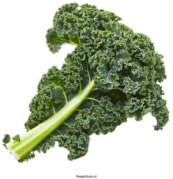 [Transparent Background PNG]Fresh Green Kale Leaf Isolated on White Background