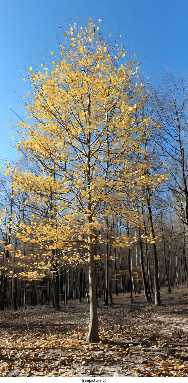 Golden Tree in Autumn Forest