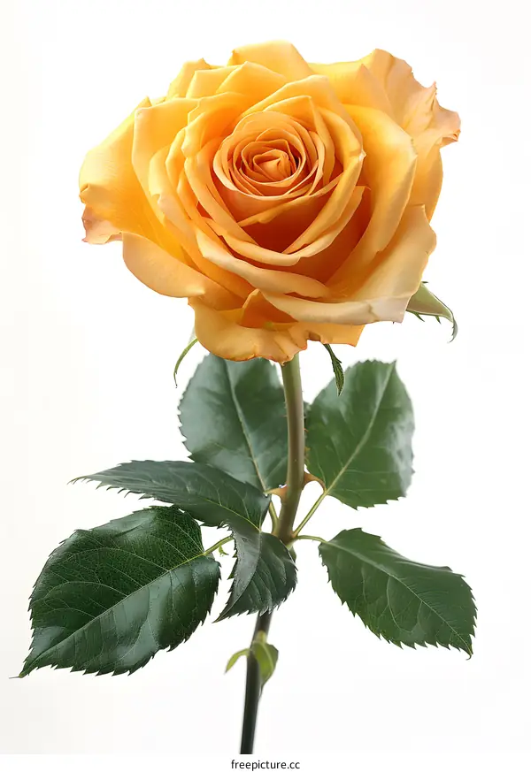 A Single Yellow Rose on White