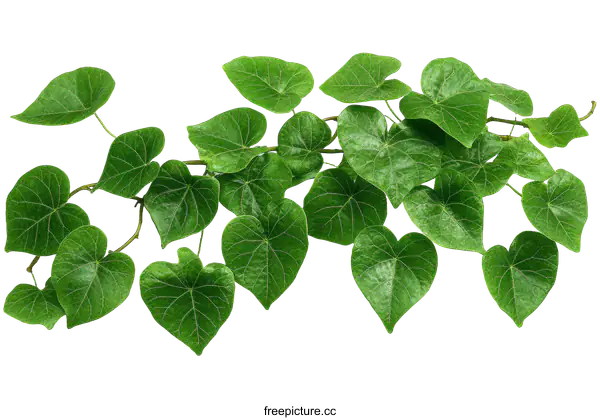 [Transparent Background PNG]Heart-shaped leaves on a branch