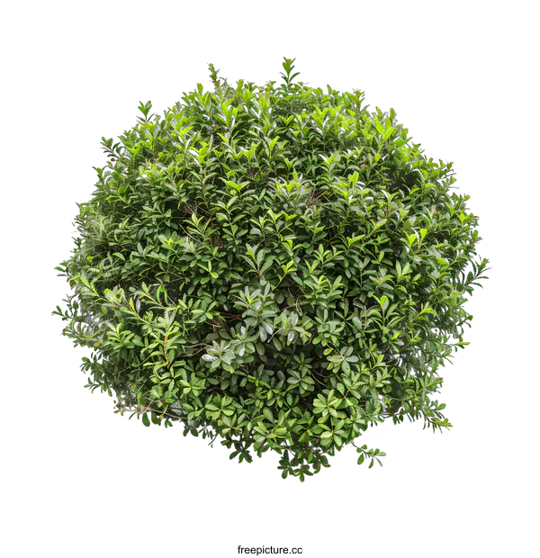 [Transparent Background PNG]Green Bush Isolated on White Background