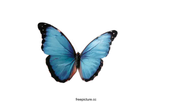 [Transparent Background PNG]Beautiful Blue Butterfly in Flight