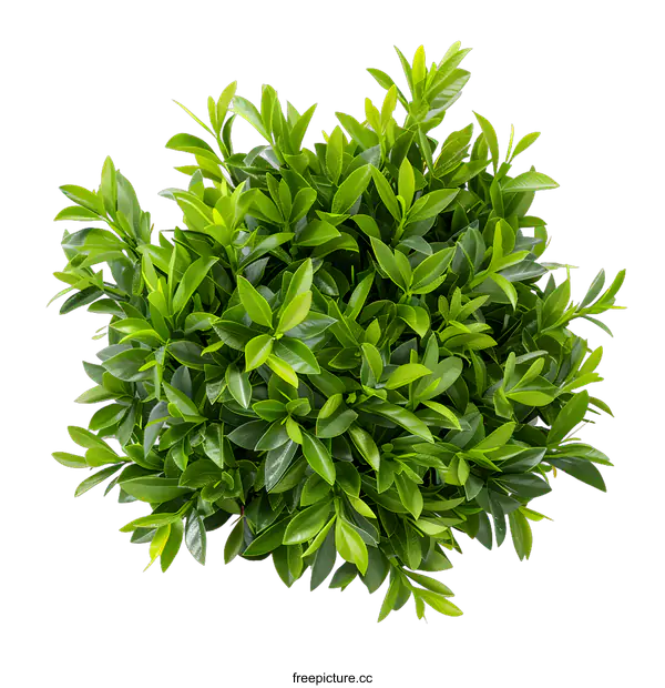 [Transparent Background PNG]Green Bush Isolated on White Background