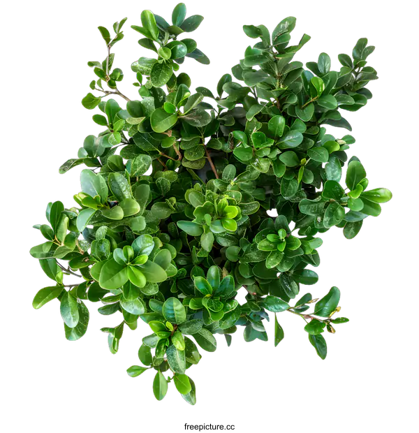 [Transparent Background PNG]Green Bush Leaves Isolated On White Background