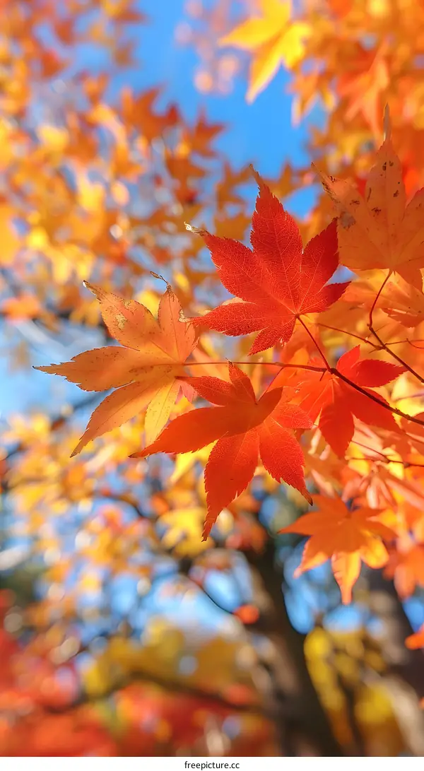 Autumn Leaves in the Sunlight