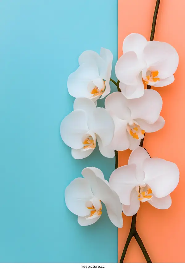 White Orchid Flowers on Blue and Orange Background