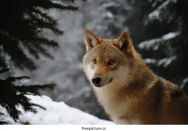 Winter Forest Wolf Portrait