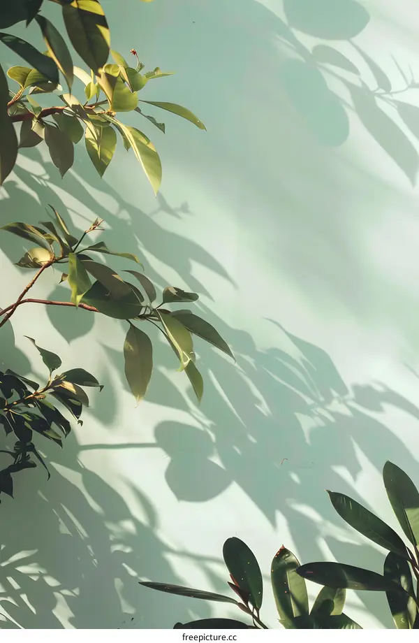 Green Leaves and Shadows on a Wall