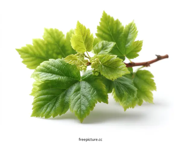 Fresh Spring Leaves and New Growth