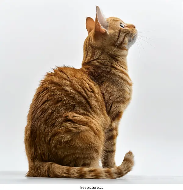A ginger cat is sitting and looking up