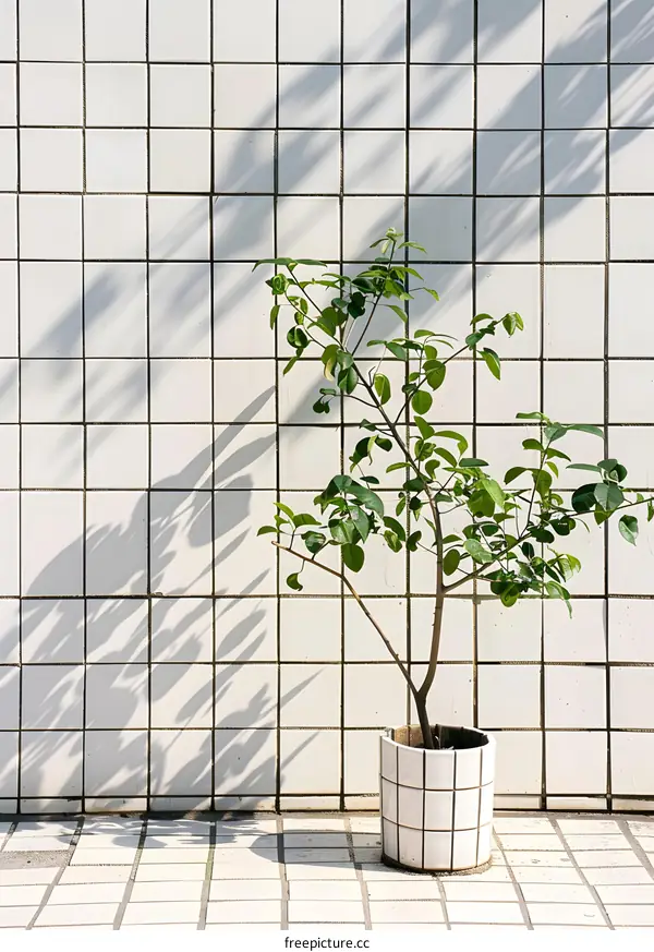 Green Plant in White Pot Against White Tile Wall