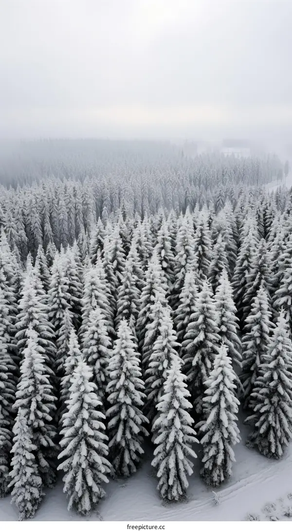 Winter forest from above