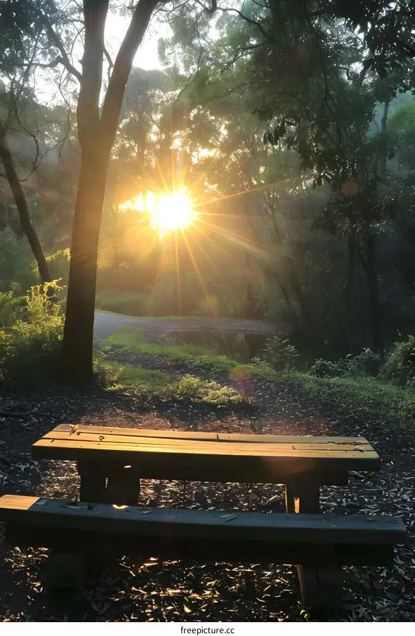 Empty bench in the forest with sunrise background