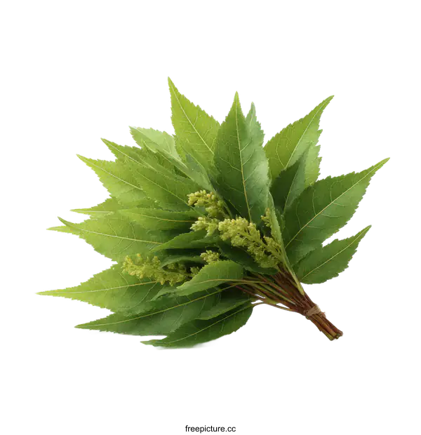 [Transparent Background PNG]Bunch of Fresh Green Leaves and Buds